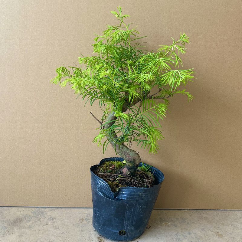 水杉盆景室内四季常青花木植物落羽杉树苗盆栽客厅净化空气小绿植