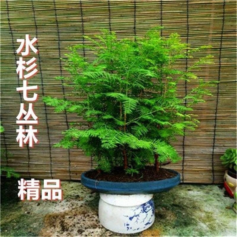 水彬盆景水杉盆景室内盆栽四季常青素材苗丛林老桩绿植落羽杉净化
