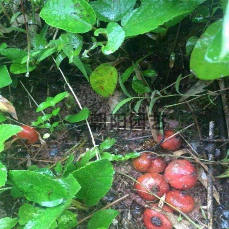 野地瓜 地瓜泡 大山地瓜六月地瓜 草丛中生长 南北种