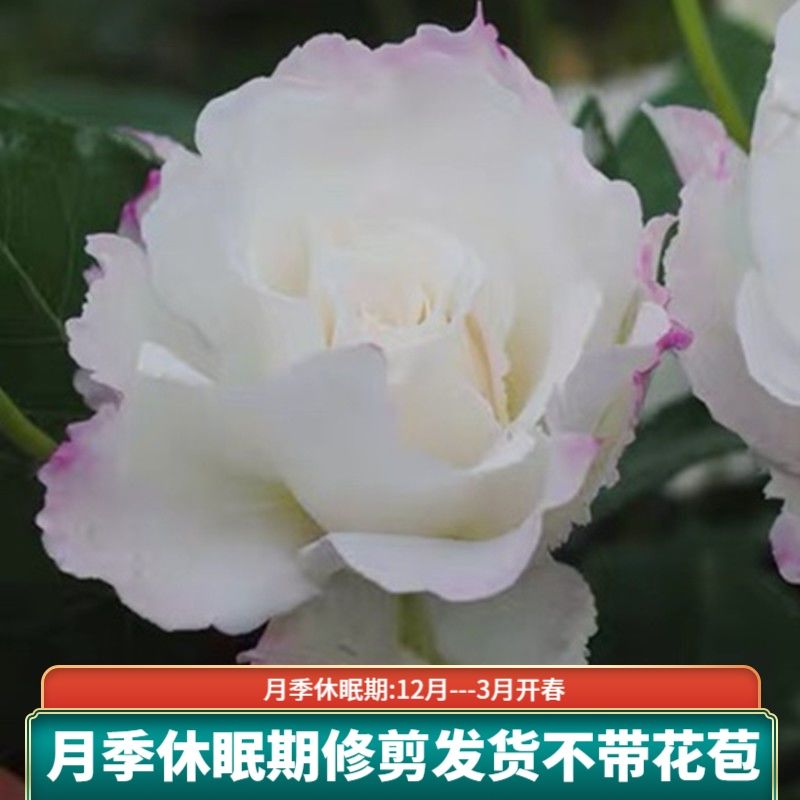 乐柏 河本丰花月季花苗 白色大花阳台盆栽地栽绿植勤花多季开花