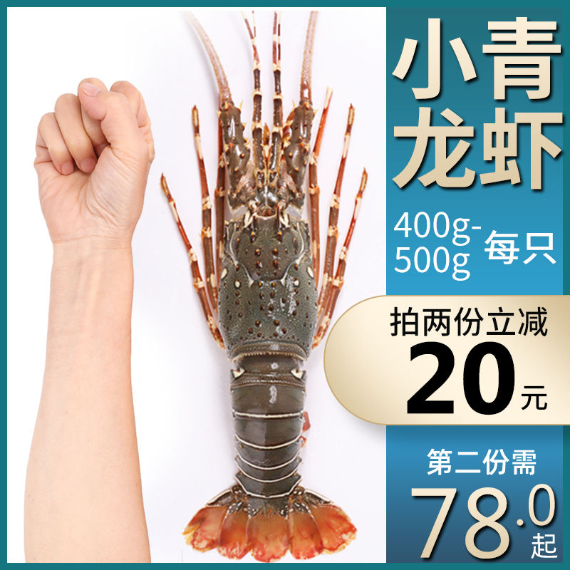 小青龙虾鲜活大龙虾新鲜冷冻鲜活海鲜水产特大青龙虾【2月26日发完】