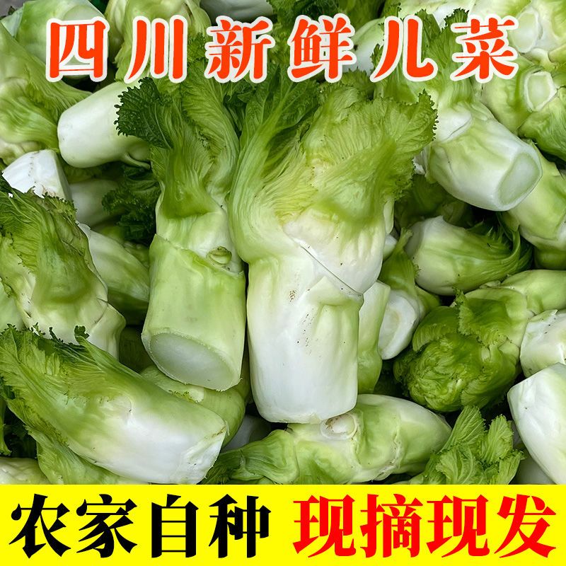 四川儿菜新鲜蔬菜娃娃菜儿子菜抱儿菜批发当季批发农家菜自种现摘