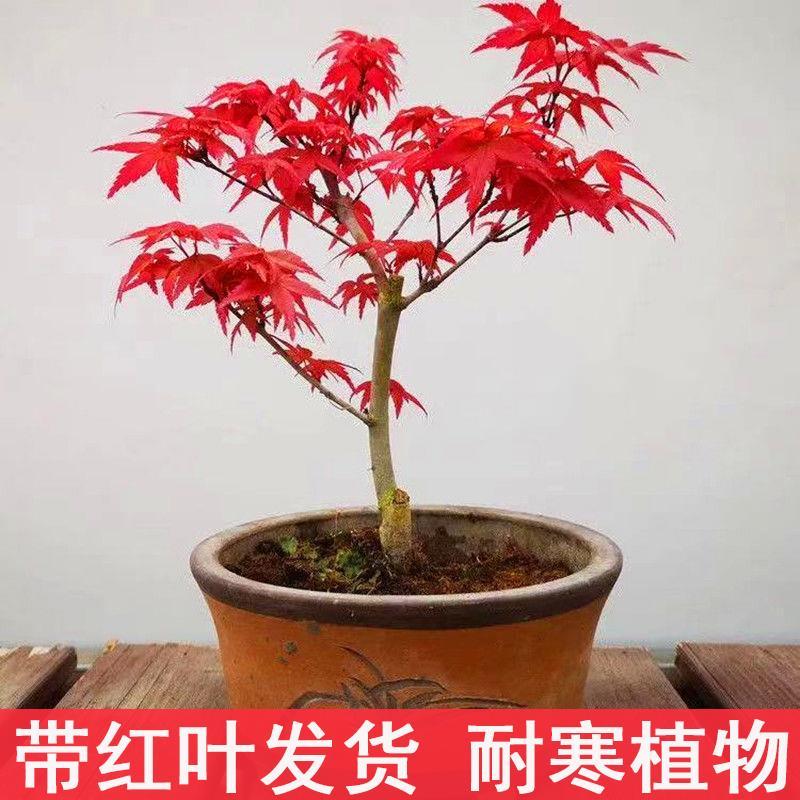日本红枫盆景老桩红舞姬红枫盆景四季红树苗室内庭院绿植耐寒植物