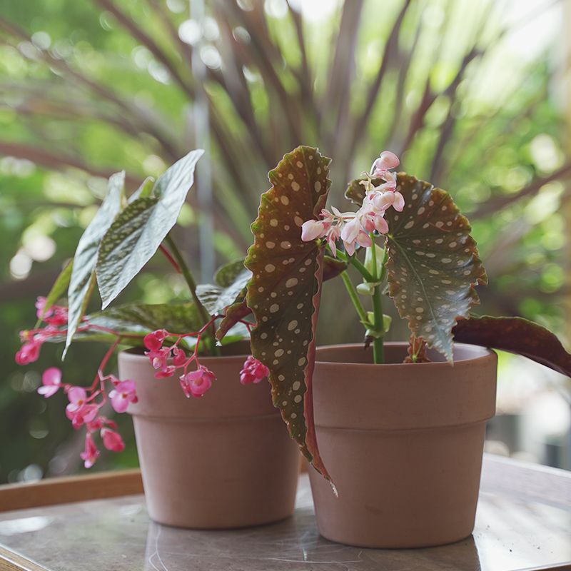 易多墨美白冰鳟鱼秋海棠观叶盆栽绿植室内桌面开花观赏植物观花