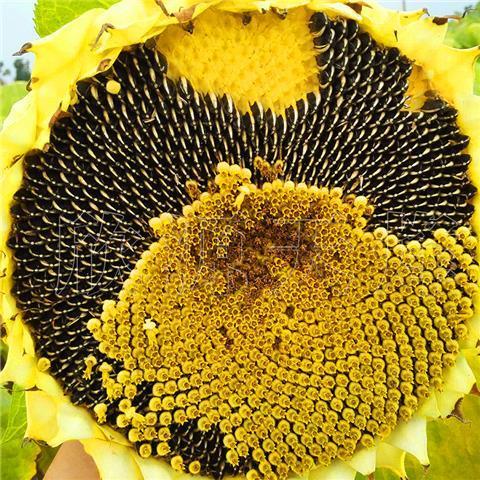 向日葵种籽葵花籽可种瓜子种子种苗特大食葵油葵四季阳台蔬菜种孑