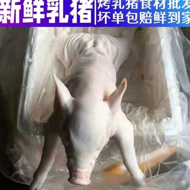 乳猪整只烧烤食材小乳猪烤乳猪小香猪烟熏乳猪腊肉