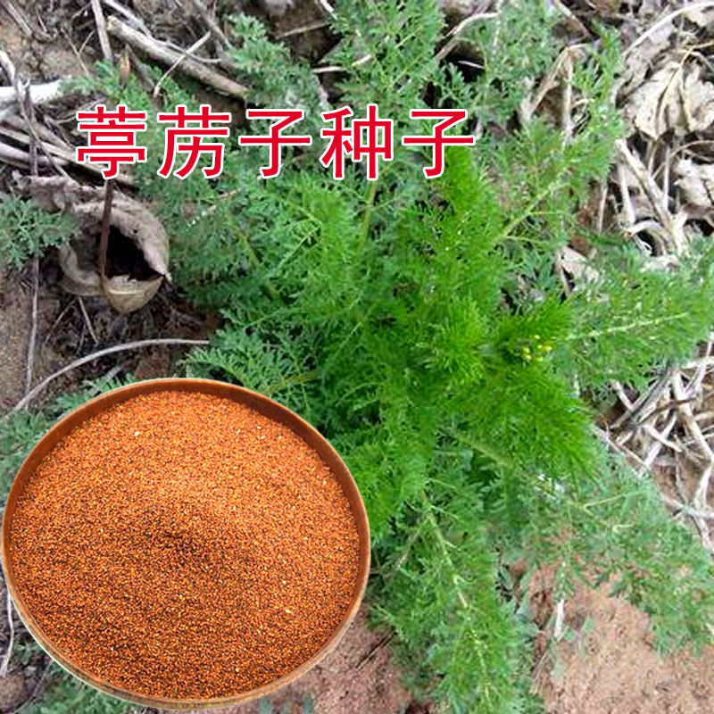 野生葶苈籽 新货独行菜 材  娘蒿种籽 停力 麦蒿种孑
