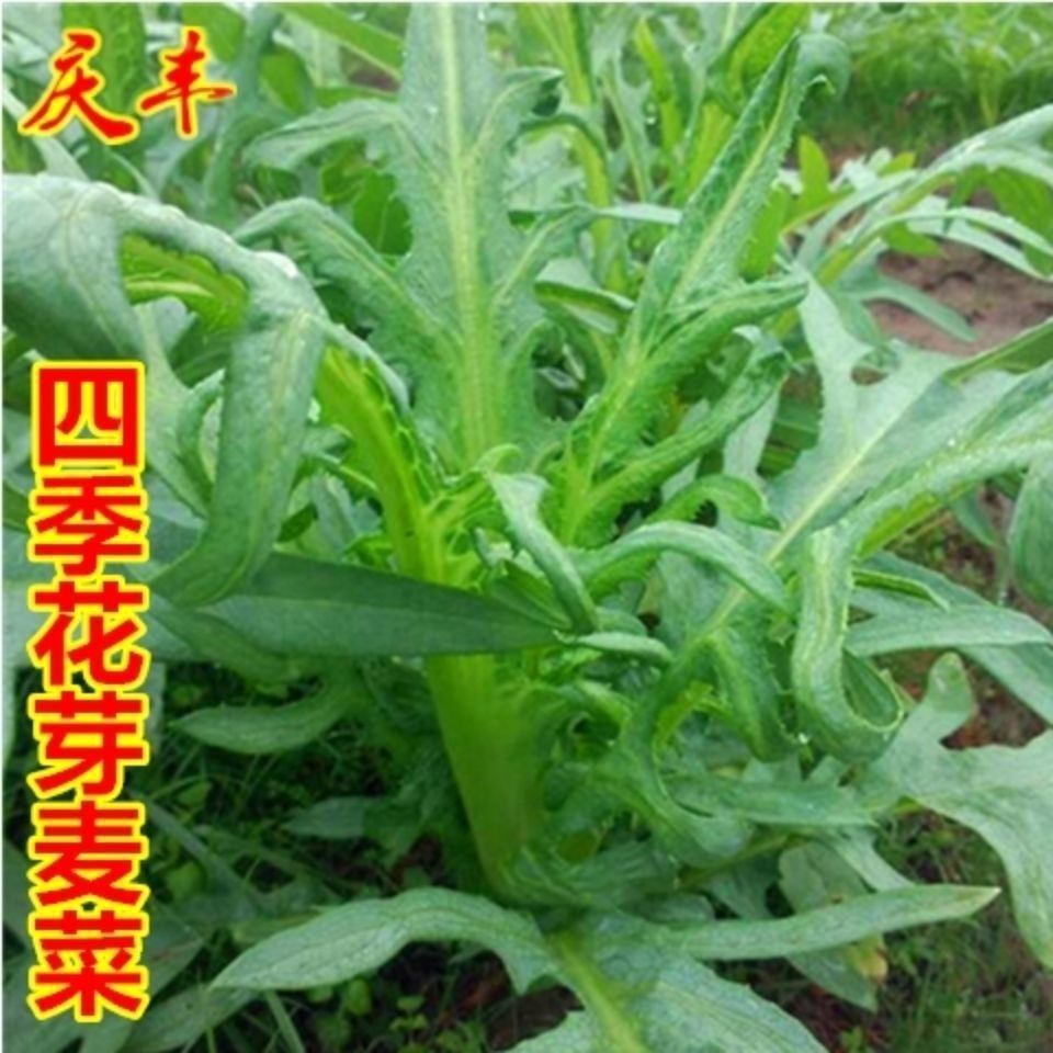 翡翠花丫甜唛菜种籽甜麦菜麦耐热耐寒春夏秋冬四季播蔬菜种子蔬菜