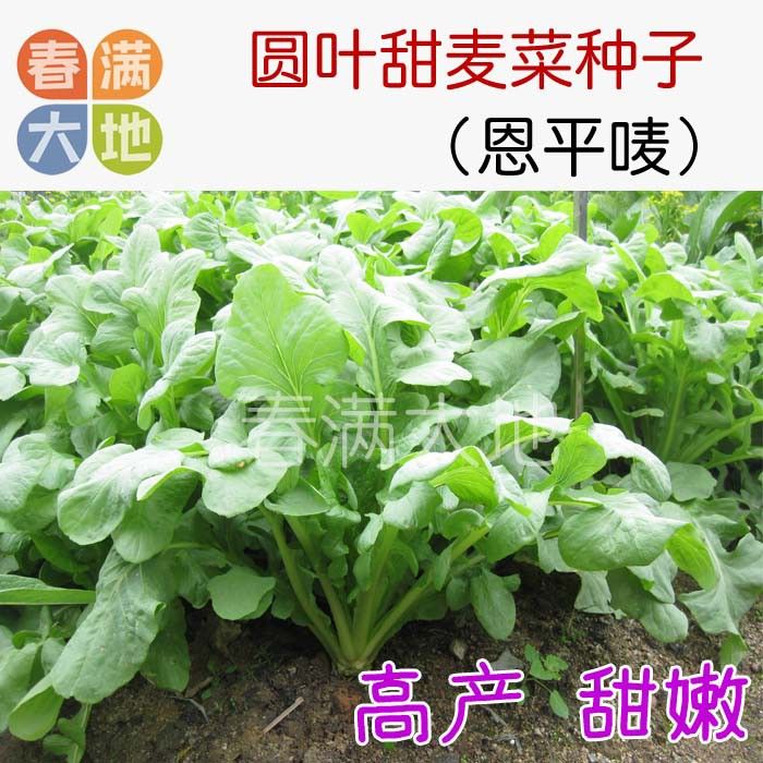圆叶花芽甜麦菜种子(恩平唛) 煮食脆甜软嫩苦麦高产 包邮