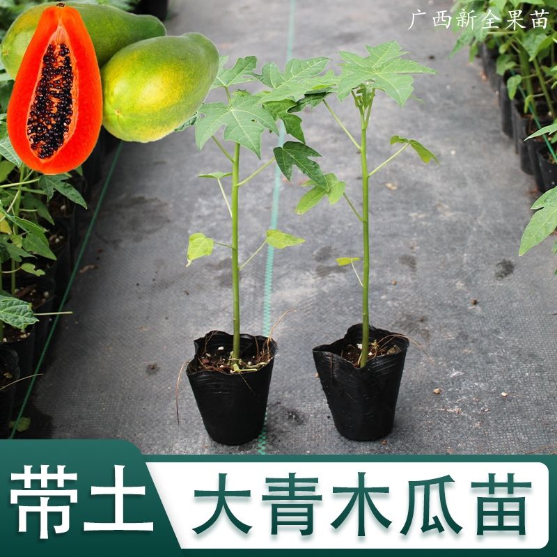 大青木瓜树苗红肉树矮化冰糖心牛奶水果木瓜南方种植水果木瓜苗