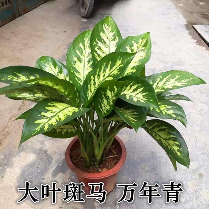 花叶斑马万年青盆栽吸甲醛净化空气室内观叶植物细斑粗肋草耐阴