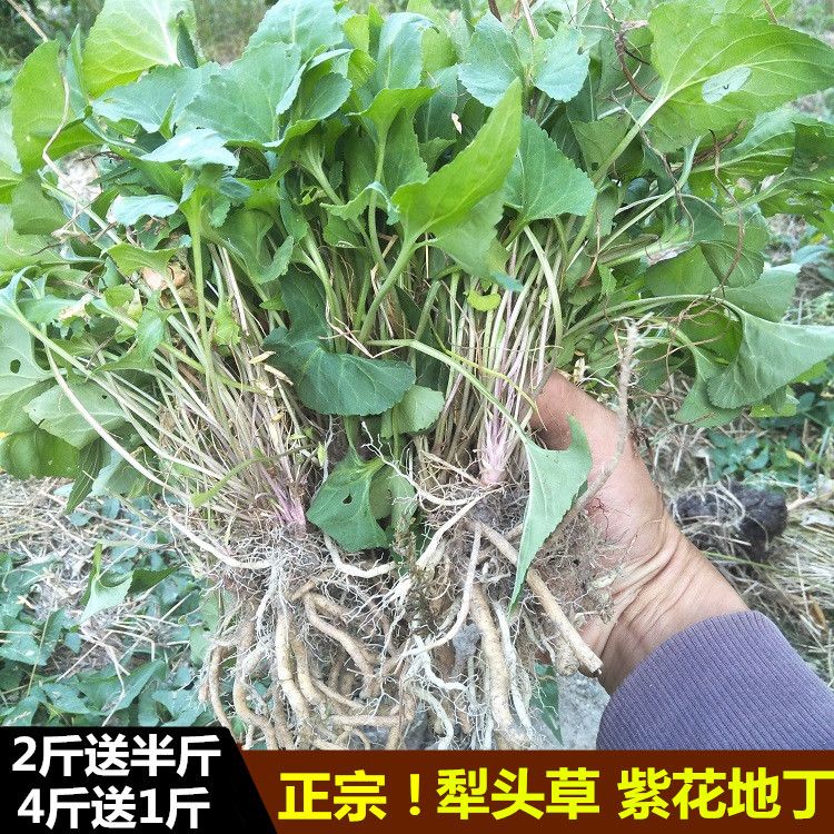 正宗生新鲜犁头草紫花地丁中草药铧头草梨嘴草玉如意草500g包邮