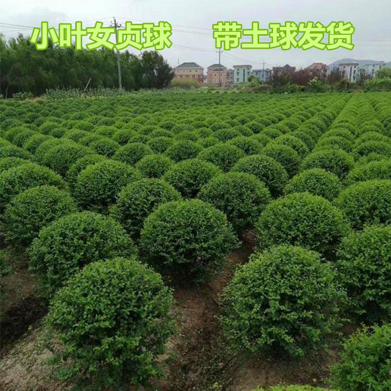 小叶女贞球红叶石楠金森女贞金边黄杨树苗绿化苗篱笆苗木树小苗球