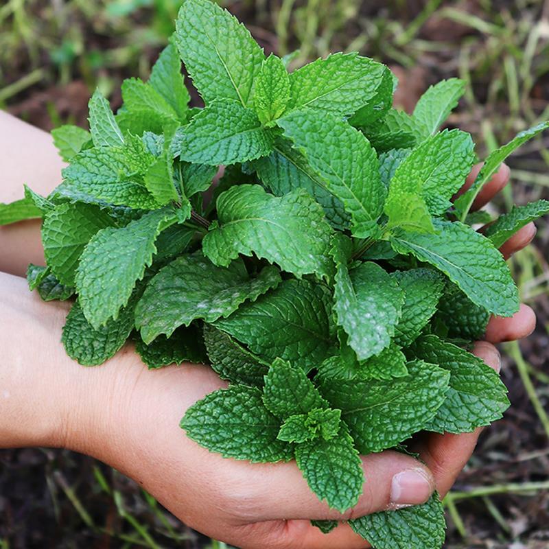 云南德宏野生新鲜薄荷叶新鲜蔬菜莫吉托鸡尾酒调酒香料