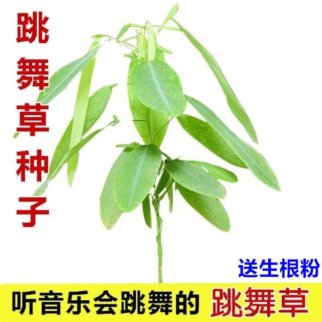 跳舞草情人草种子听跳舞神奇趣味观赏珍稀花卉四季阳台盆栽