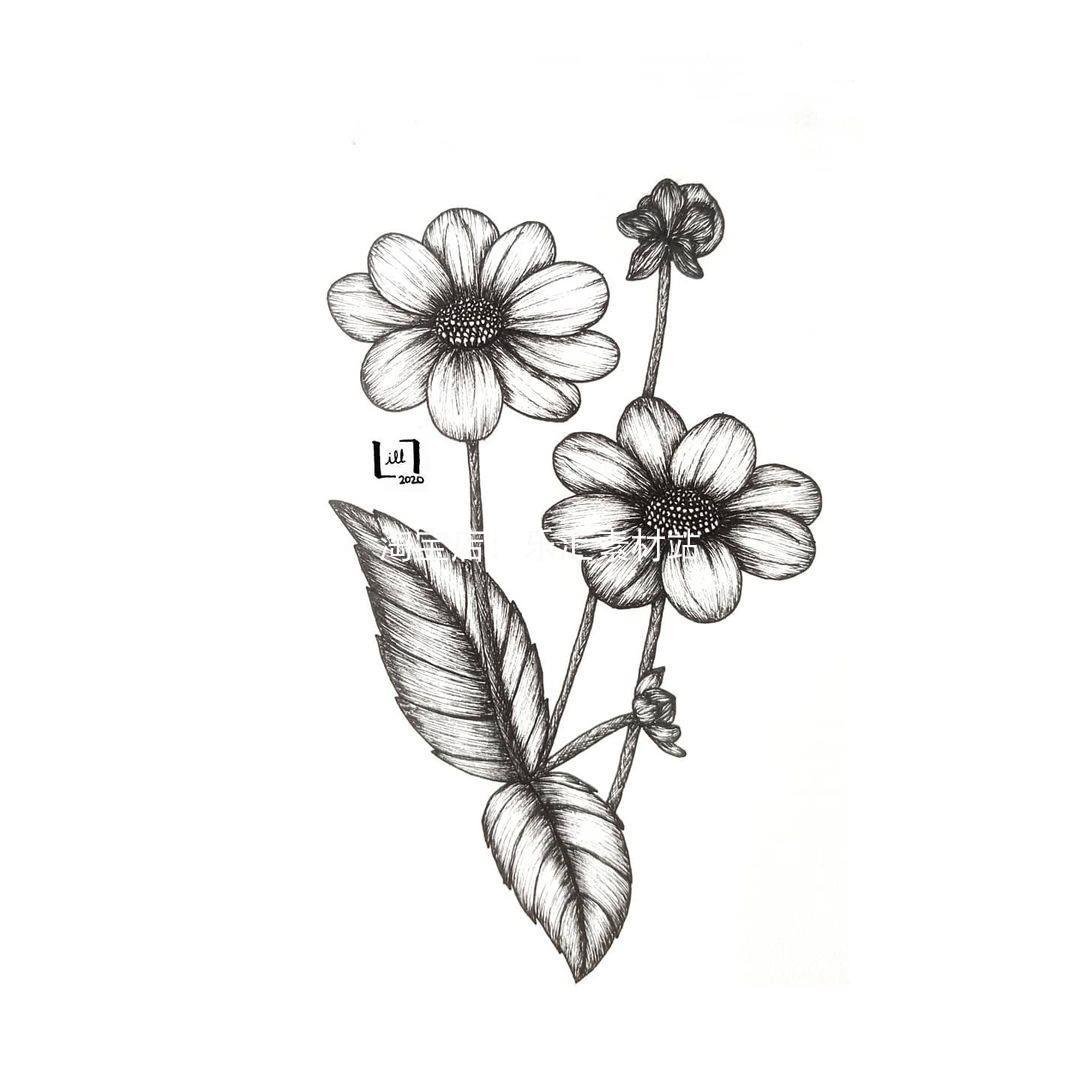 植物花卉插画针管笔铅笔线稿手绘线条画美术学习素材临摹图片花朵