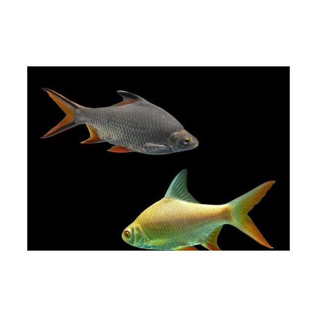 直纹飞凤鱼活体鱼缸大型金红龙配鱼吃垃圾鱼热带鱼观赏鱼虎鱼魟鱼