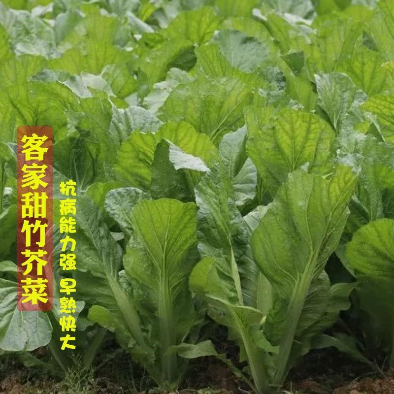 客家甜芥菜种子咸菜酸菜种早熟快大甜竹芥菜籽春秋季农家蔬菜种孑