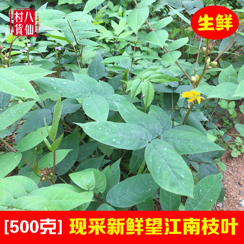 新鲜望江南 野生羊角菜中草药假决明金豆子野扁豆 发枝叶500g包邮