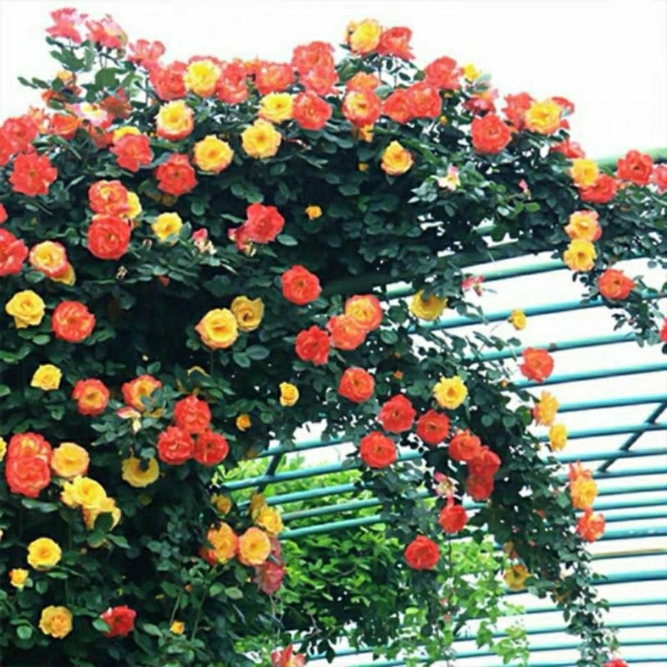 藤彩虹大型藤本月季花苗庭院爬藤植物四季蔷薇开花带花发货