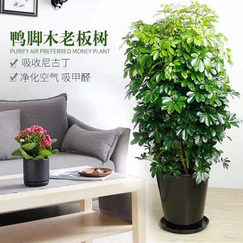 八方来财鸭脚木盆栽植物大型室内客厅招财树四季常青吸甲醛七叶莲