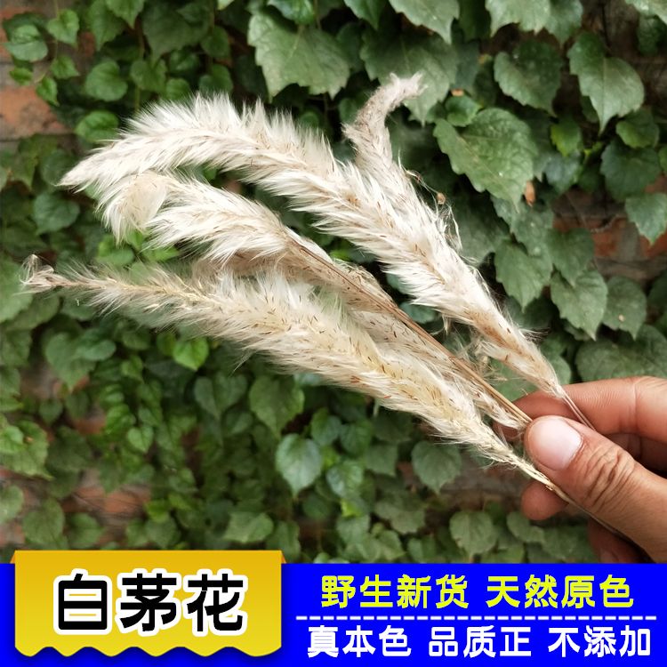 白茅花100g正品新货中药材生野干茅针花中草药白茅根草花白茅草花
