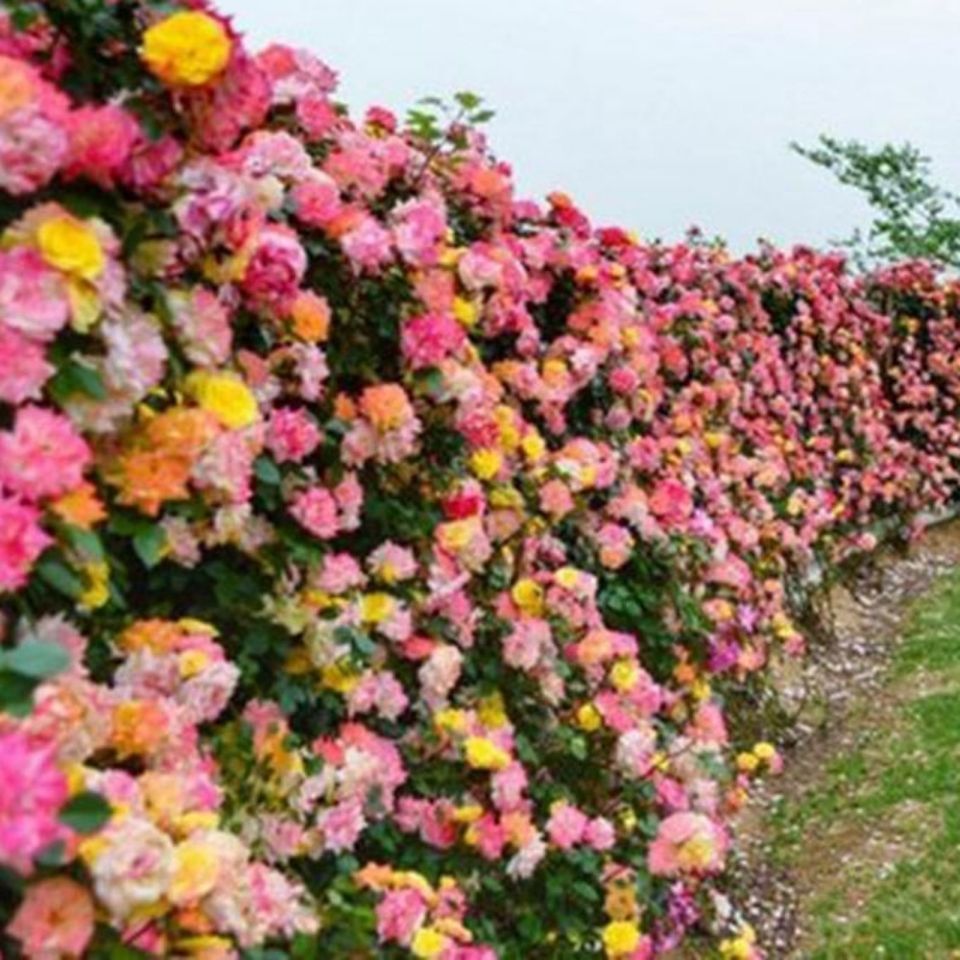 藤彩虹大型藤本月季花苗庭院爬藤植物四季蔷薇开花不断