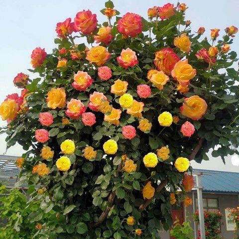 月季藤彩虹藤本花苗带花苞爬藤盆栽大花浓香爬墙庭院室外四季开花