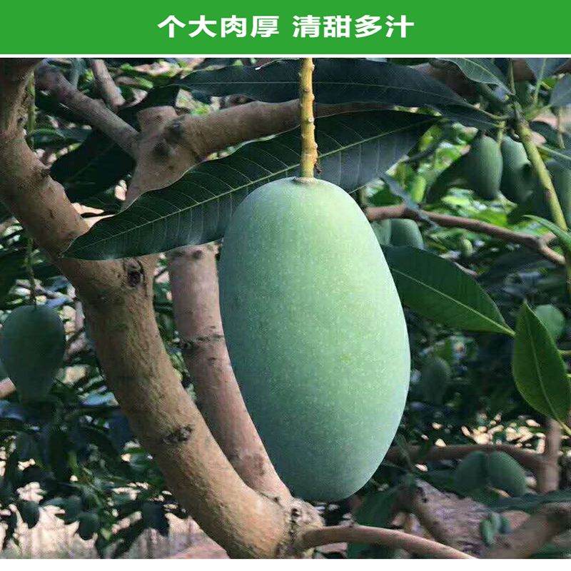 桂七芒果正宗广西百色田东新鲜现货现摘孕妇水果5斤香芒青皮大果
