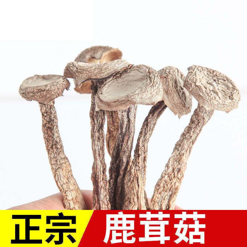 鹿茸菇精选2021新货干货鹿茸菌土特产食用菌菇年货精品无添加无硫