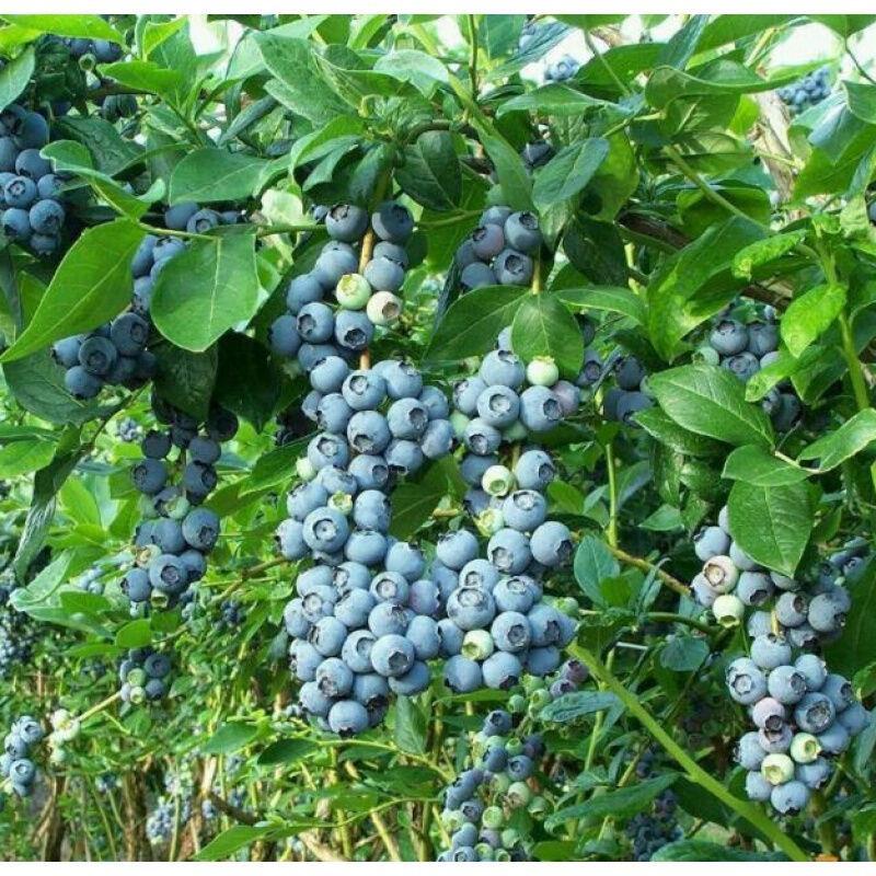 蓝莓苗蓝莓树苗盆栽地栽蓝梅树当年结果奥尼尔蓝莓南方北方果树苗