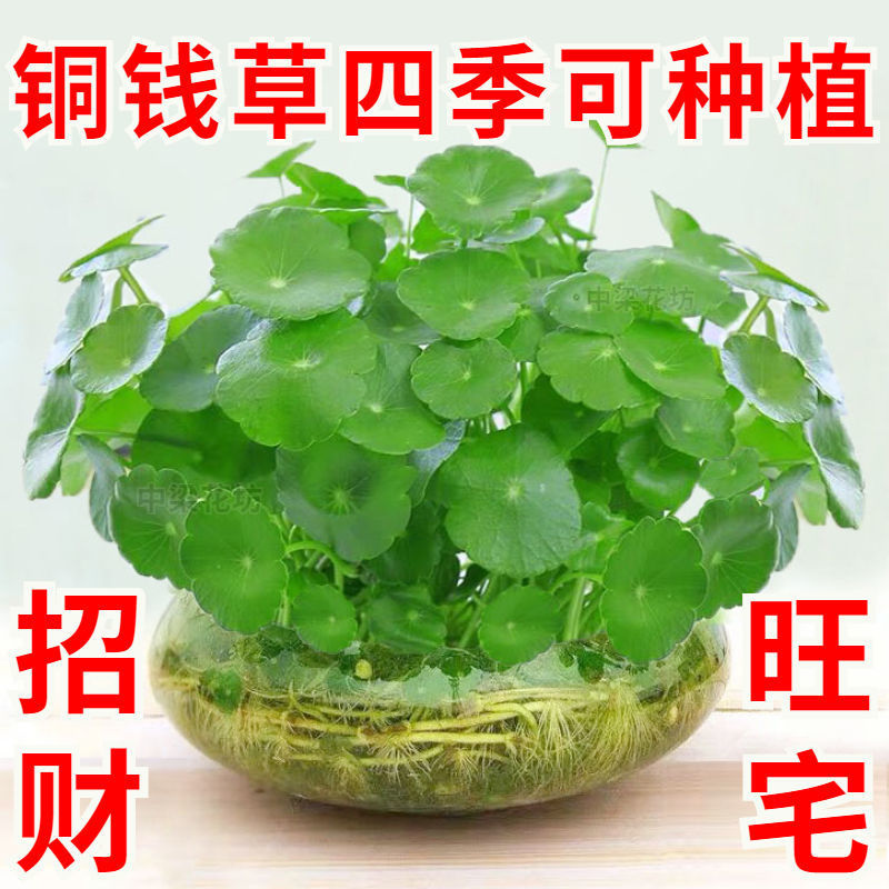 铜钱草水培植物室内办公室桌面盆栽花卉四季常青绿植吸甲醛金钱草