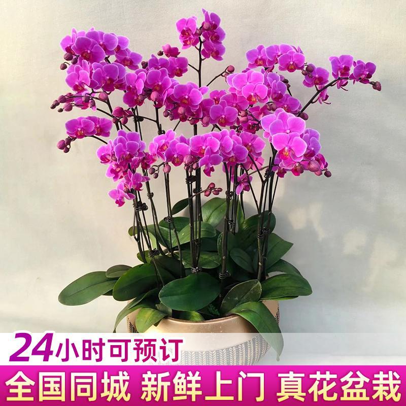 广州蝴蝶兰花开业乔迁绿植盆栽带花鲜花速递同城花卉深圳年宵花店