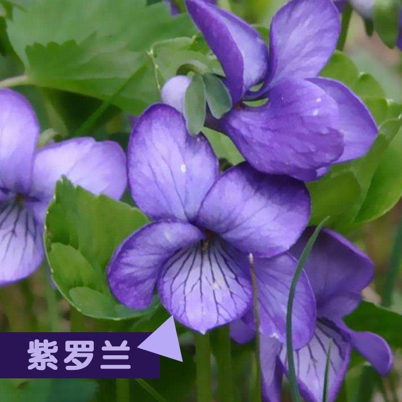 紫罗兰种子 花卉种子 家庭园艺阳台盆栽草坪籽春夏秋四季播包运费