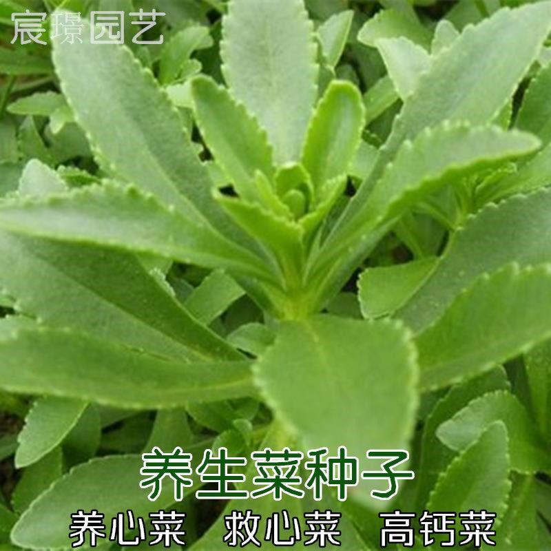 养生菜养心菜救心菜高钙菜三七菜籽茶粉野生蔬菜阳台盆栽