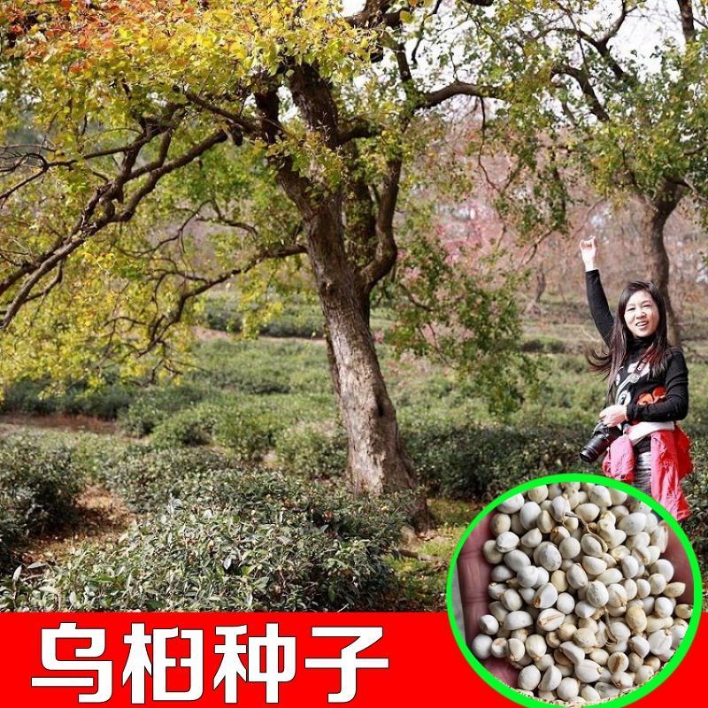 新采乌桕种子腊子树种子山乌桕种子桕子树乔木木子树种籽