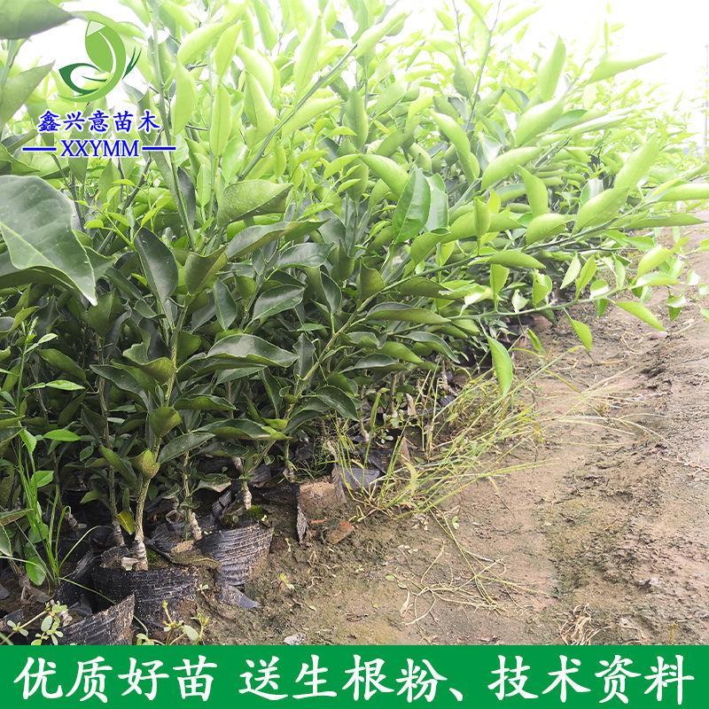 明日见柑橘苗甘平树苗阿斯蜜柑橘嫁接苗果树苗日本新品种新津58号