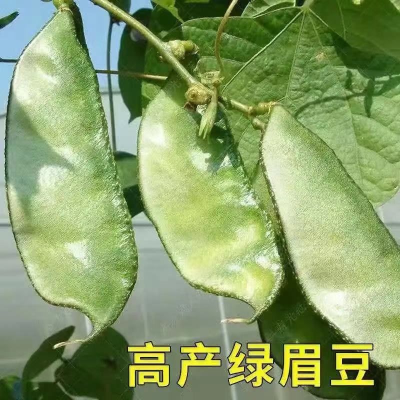 猪耳朵 驴耳朵扁豆 豆角  绿眉豆种籽 蔬菜 高产包邮