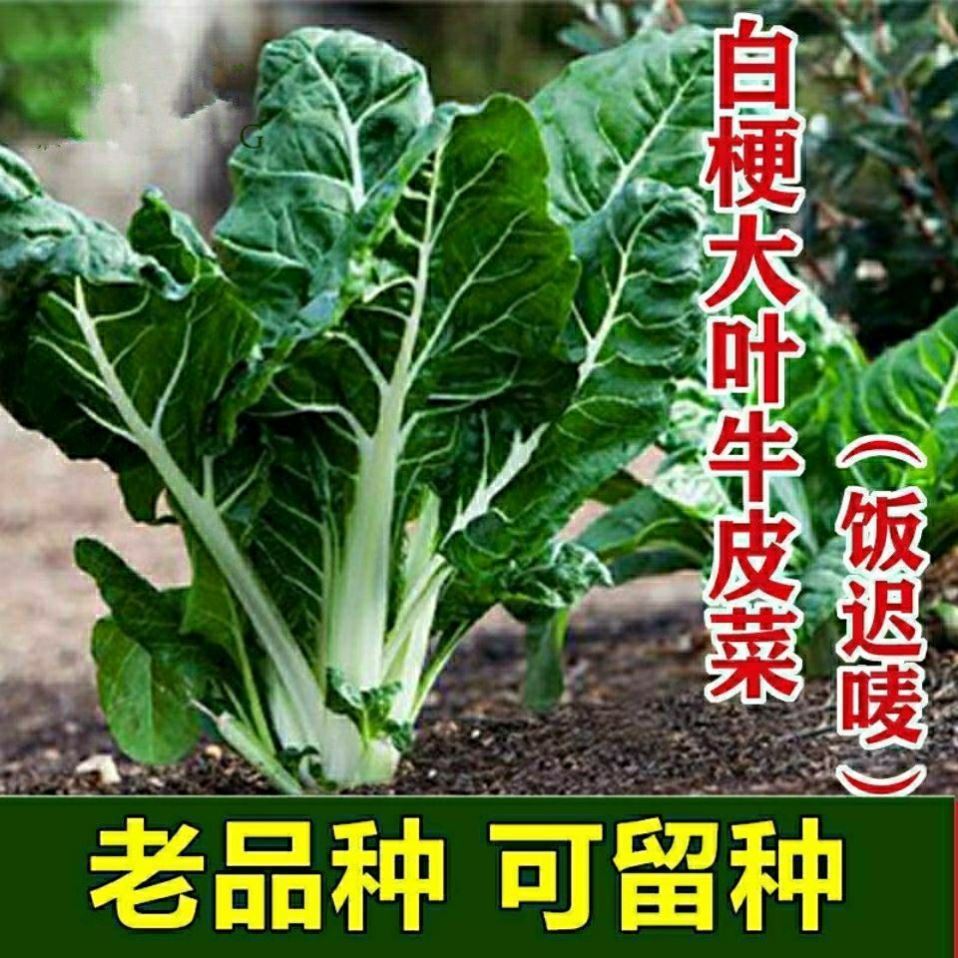 牛皮菜种皮菜种籽春不老根达菜籽莙荙菜厚合菜牛皮菜蔬菜