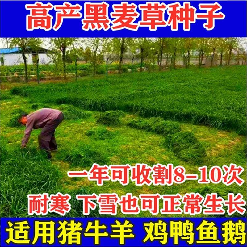 耐寒牧草多年生黑麦草四季常青鸡鸭鹅猪牛羊鱼草种籽