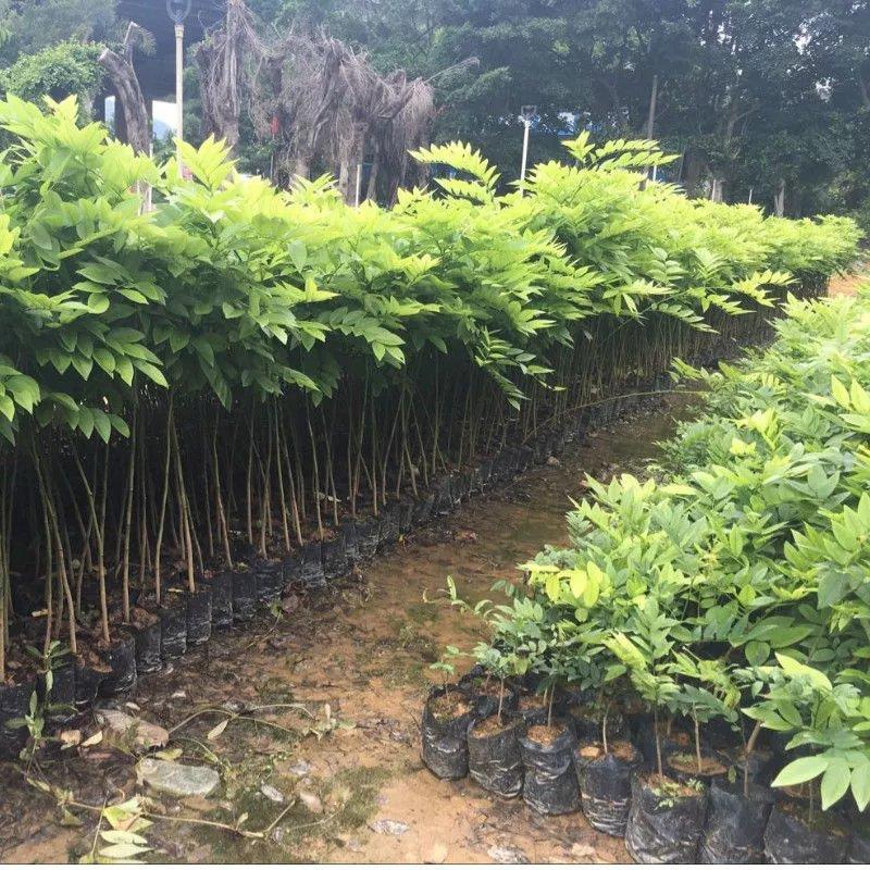 名贵珍稀树苗正宗海南黄树油梨树苗红木降香黄檀树木地栽