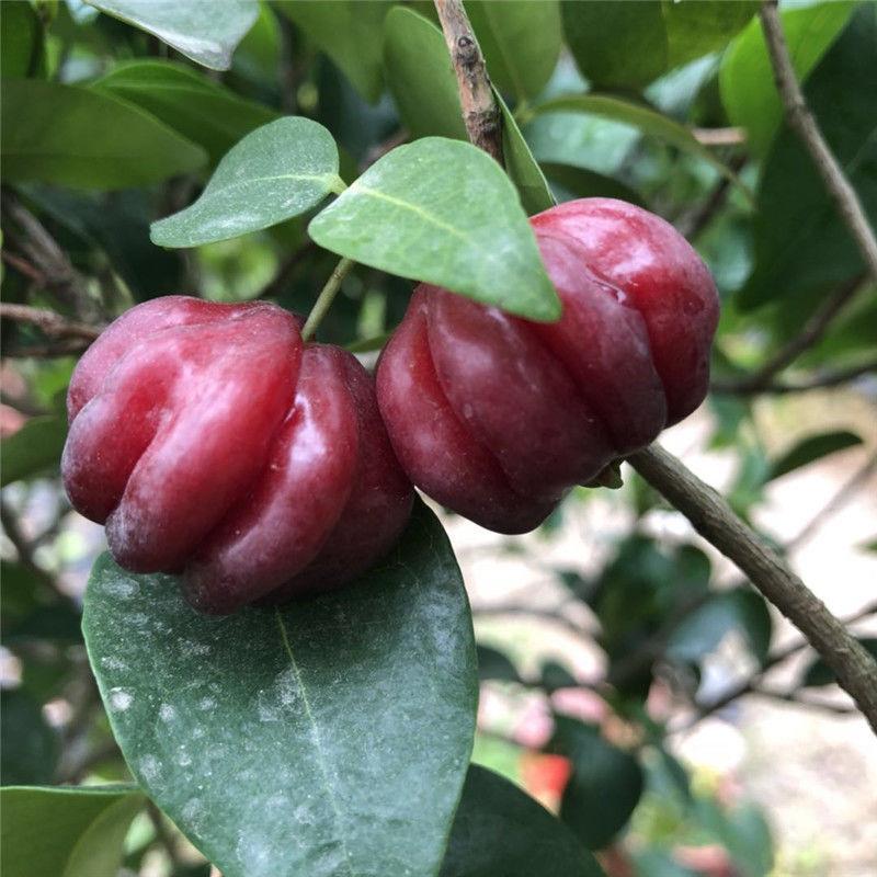 巴西红果仔树苗 灯笼果树苗庭院阳台盆栽 南北方种植当年结果小苗