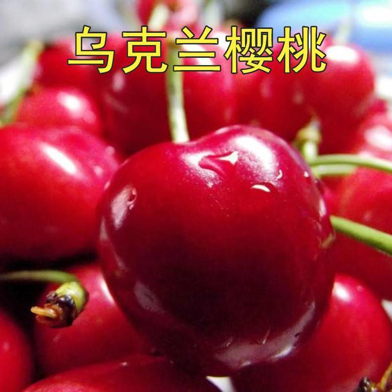 新品种果树苗乌克兰大樱桃水果盆栽南北方地栽当年结果樱桃车厘子