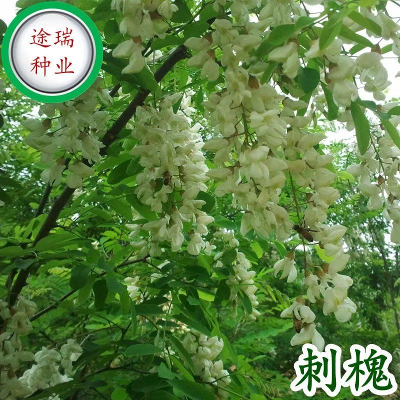 刺槐速生洋槐树种籽园林绿化行道树木灌木林木乔木白花树种