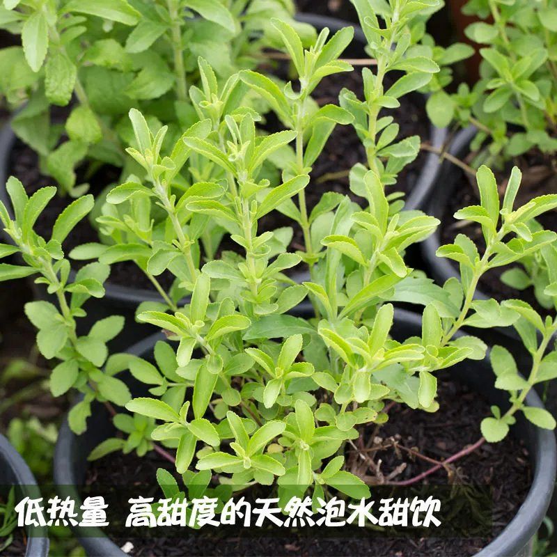 甜叶菊甜菊香草 甜菊叶花草茶 阳台花卉四季播种蔬菜种籽