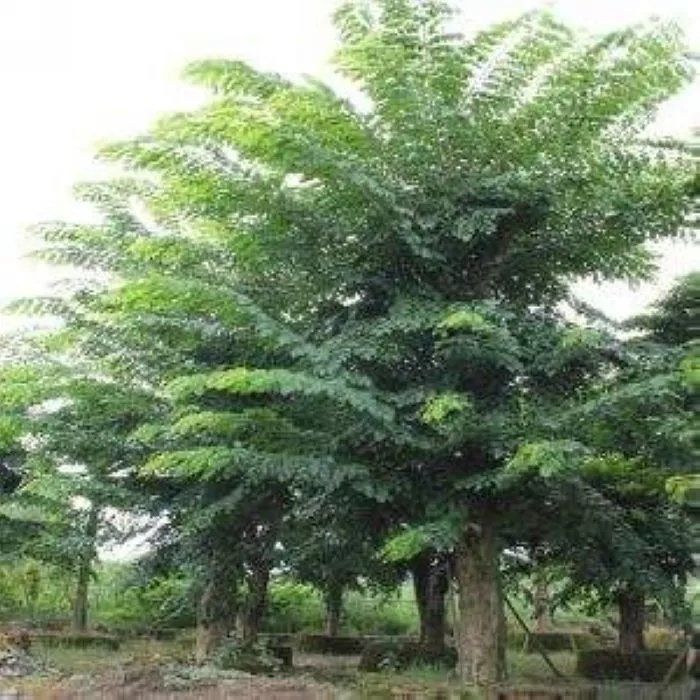 檀  印度小叶檀树 檀香树林林种籽