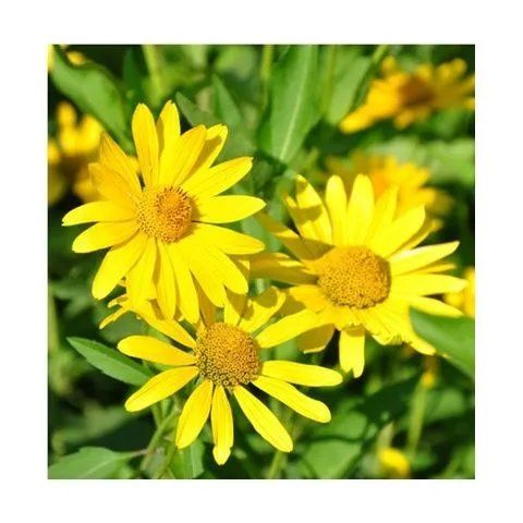 日光菊 赛菊芋庭院花园花卉园艺绿植花耐寒四季春秋播