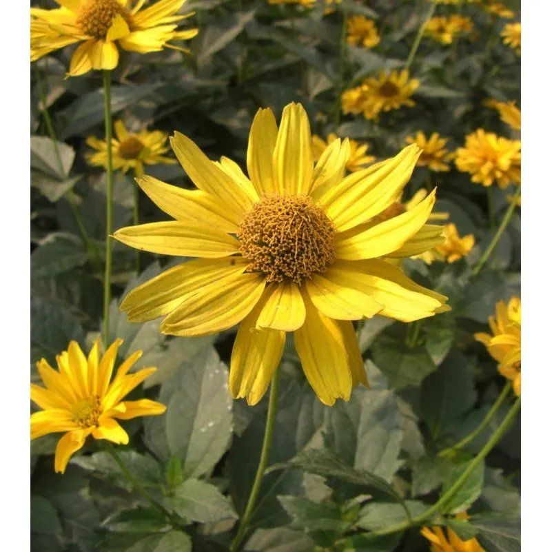 日光菊赛菊芋庭院花园花卉园艺绿植花春秋播耐寒四季易种