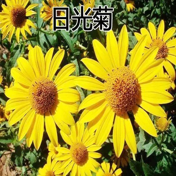 日光菊花卉赛菊芋庭院花园艺绿植春秋夏季播耐寒易种道路绿化