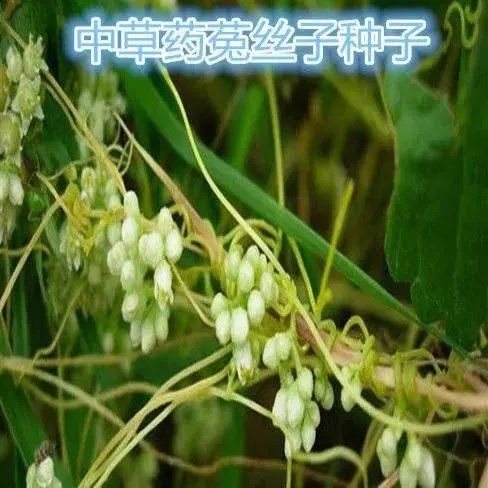 菟丝子东北植物新鲜鸡血藤寄生金丝藤简单四季生易活